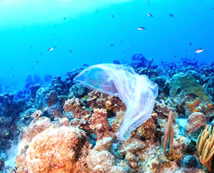 Dünyanın en derin noktası Mariana Çukuru'nda da plastik atık bulundu