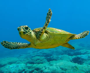 Köyceğiz’de deniz kaplumbağaları için ‘Ay Işığı Projesi' hayata geçirildi