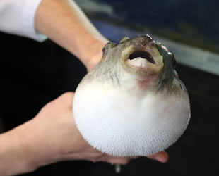 Japonlar’ın tehlikeli lezzeti zehirli balon balığının fiyatı cep yakıyor