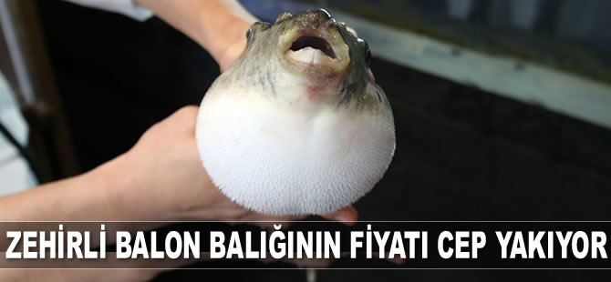 Japonlar’ın tehlikeli lezzeti zehirli balon balığının fiyatı cep yakıyor