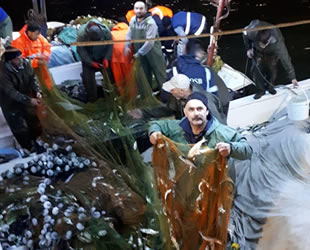 Karadeniz'de çinekop bolluğu yaşanıyor