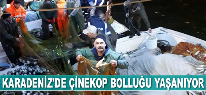 Karadeniz'de çinekop bolluğu yaşanıyor