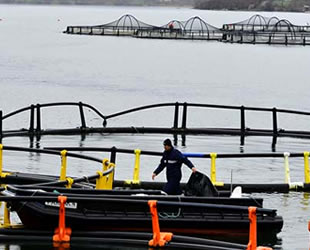 Samsun'dan Çin’e alabalık ihraç edilecek