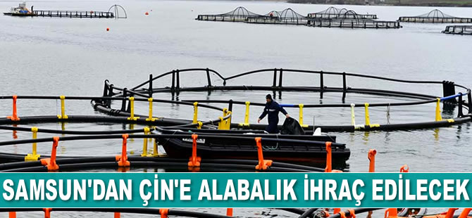 Samsun'dan Çin’e alabalık ihraç edilecek