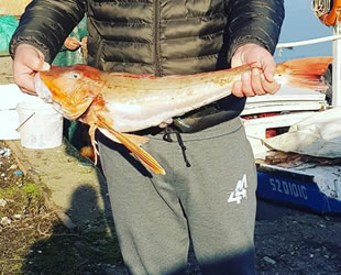 Fatsa’da kırlangıç balığı ağlara takıldı