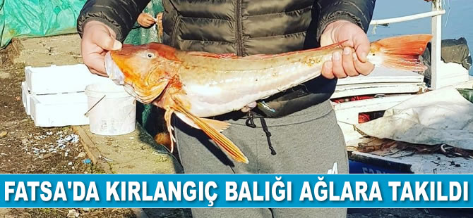 Fatsa’da kırlangıç balığı ağlara takıldı