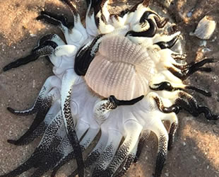 Avustralya'da onlarca kolu olan deniz canlısı bulundu