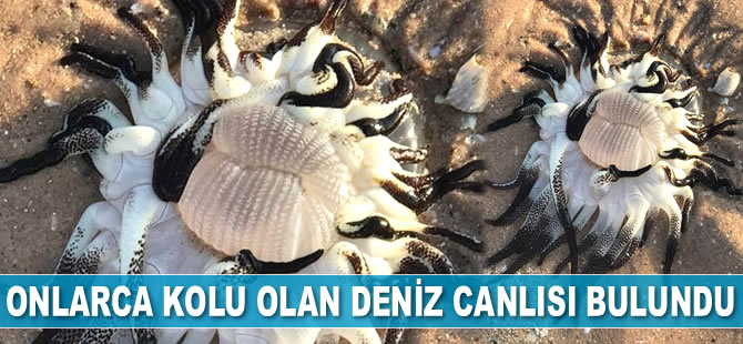 Avustralya'da onlarca kolu olan deniz canlısı bulundu