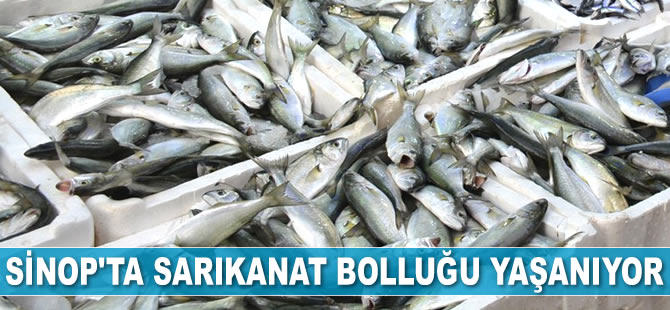 Sinop’ta sarıkanat bolluğu yaşanıyor