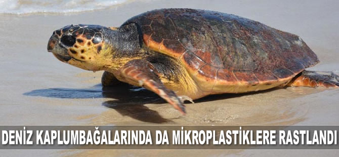 Deniz kaplumbağalarında da mikroplastiklere rastlandı