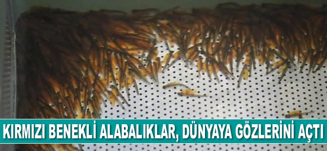 Kırmızı benekli alabalıklar, dünyaya gözlerini açtı