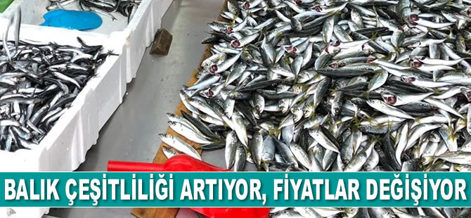 Balık çeşitliliği artıyor, fiyatlar değişiyor