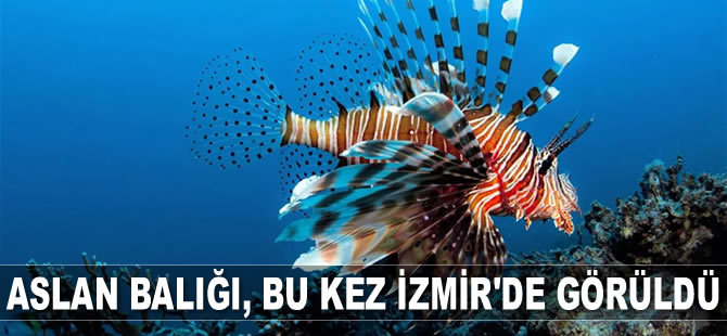 Aslan balığı, bu kez İzmir'de görüldü