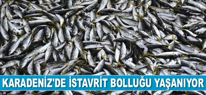 Karadeniz’de istavrit bolluğu yaşanıyor