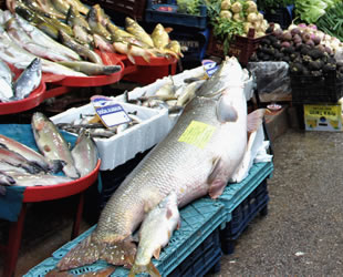 Keban Barajı’nda 1,5 metrelik 80 kilogram ağırlığında turna yakalandı