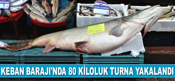 Keban Barajı’nda 1,5 metrelik 80 kilogram ağırlığında turna yakalandı