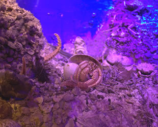 Antalya Deniz Biyolojisi Müzesi’ni 25 bin kişi ziyaret etti