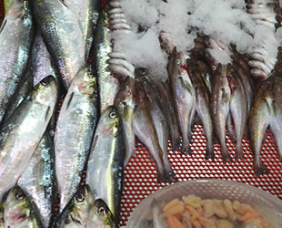 Balık ihracatında 1 milyar dolar hedefine yaklaşıldı