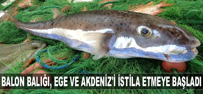 Balon balığı, Ege ve Akdeniz’i istila etmeye başladı