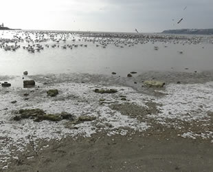 Silivri'de deniz gelgit nedeniyle 50 metre çekildi