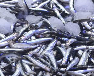 Doğu Karadeniz’den 3.5 milyon dolarlık hamsi ihracatı gerçekleştirildi