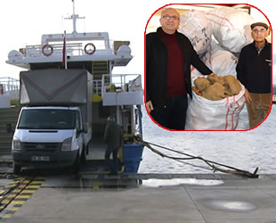 Bodrum'dan Yunanistan'a deniz süngeri ihracatı başladı