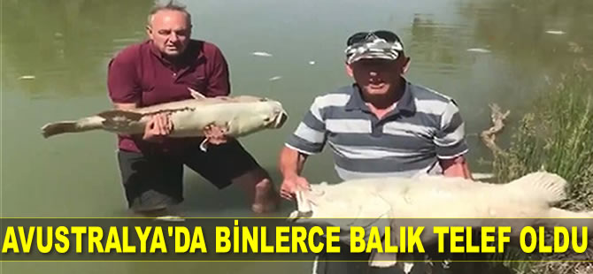 Avustralya’da binlerce balık telef oldu