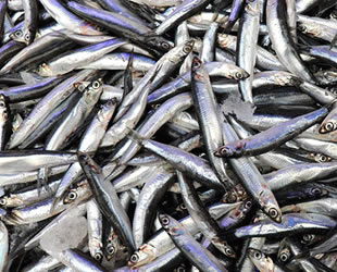 Tezgahlarda hamsinin fiyatı el yakıyor