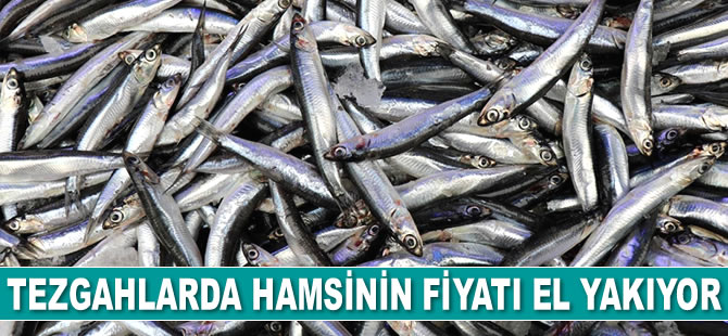Tezgahlarda hamsinin fiyatı el yakıyor