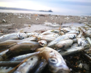 Çanakkale’de yüzlerce ölü gümüş balığı kıyıya vurdu