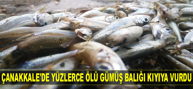 Çanakkale’de yüzlerce ölü gümüş balığı kıyıya vurdu
