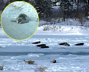 Kanada’da sular dondu, foklar mahsur kaldı