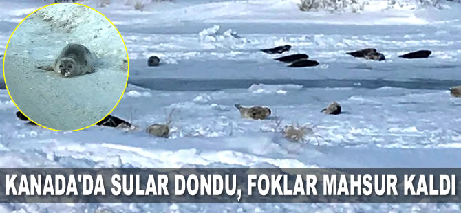 Kanada’da sular dondu, foklar mahsur kaldı