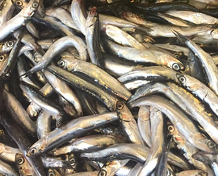 Hamsinin en lezzetli olduğu döneme girildi