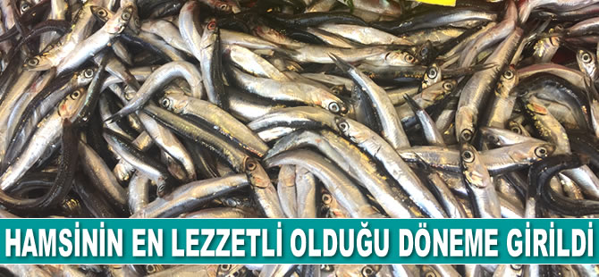 Hamsinin en lezzetli olduğu döneme girildi