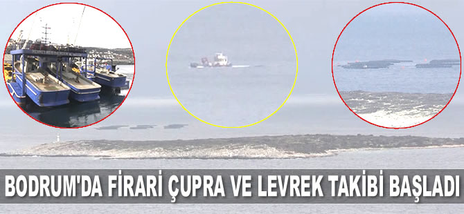 Bodrum’da firari çupra ve levrek takibi başladı
