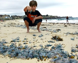 Avustralya’da 13 bin kişi, denizanalarının saldırısına uğradı