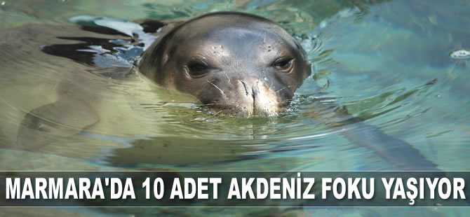 Marmara Denizi’nde 10 adet Akdeniz foku yaşıyor