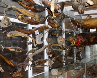 Türkiye Deniz Canlıları Müzesi, ziyaretçilerini bekliyor