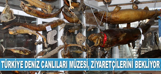 Türkiye Deniz Canlıları Müzesi, ziyaretçilerini bekliyor