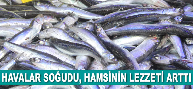 Havalar soğudu, hamsinin lezzeti arttı