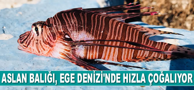 Aslan balığı, Ege Denizi ve Gökova’da hızla çoğalıyor