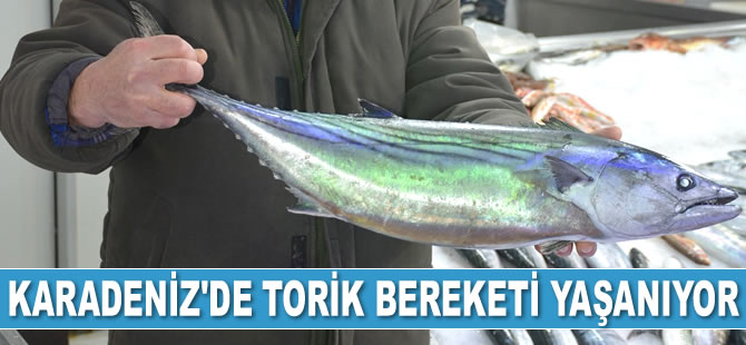 Karadeniz'de torik bereketi yaşanıyor
