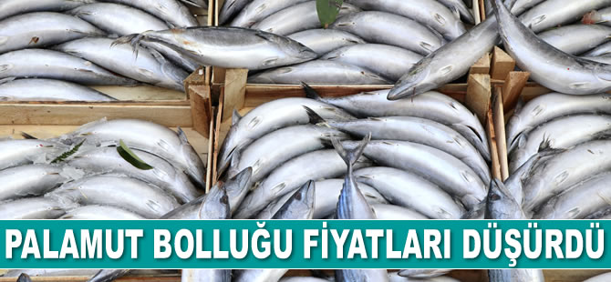Palamut bolluğu fiyatları düşürdü