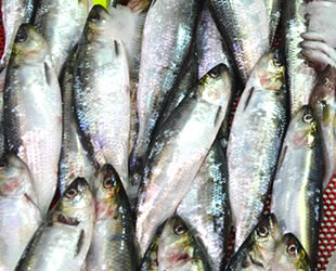 Tezgahtaki balığın künyesi artık etikette yazacak