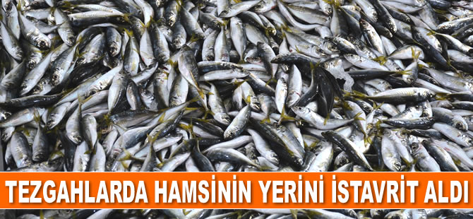 Tezgahlarda hamsinin yerini istavrit aldı