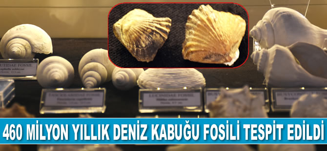 460 milyon yıllık deniz kabuğu fosili tespit edildi