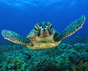 DEKAMER'de 10 yılda 165 yaralı deniz kaplumbağası iyileştirildi