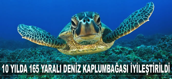DEKAMER'de 10 yılda 165 yaralı deniz kaplumbağası iyileştirildi