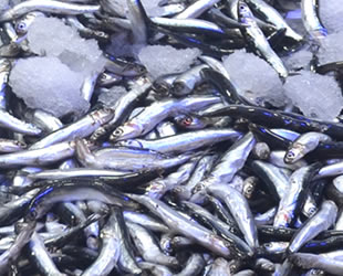 Fiyatlara Gürcü hamsisi de çare olmadı